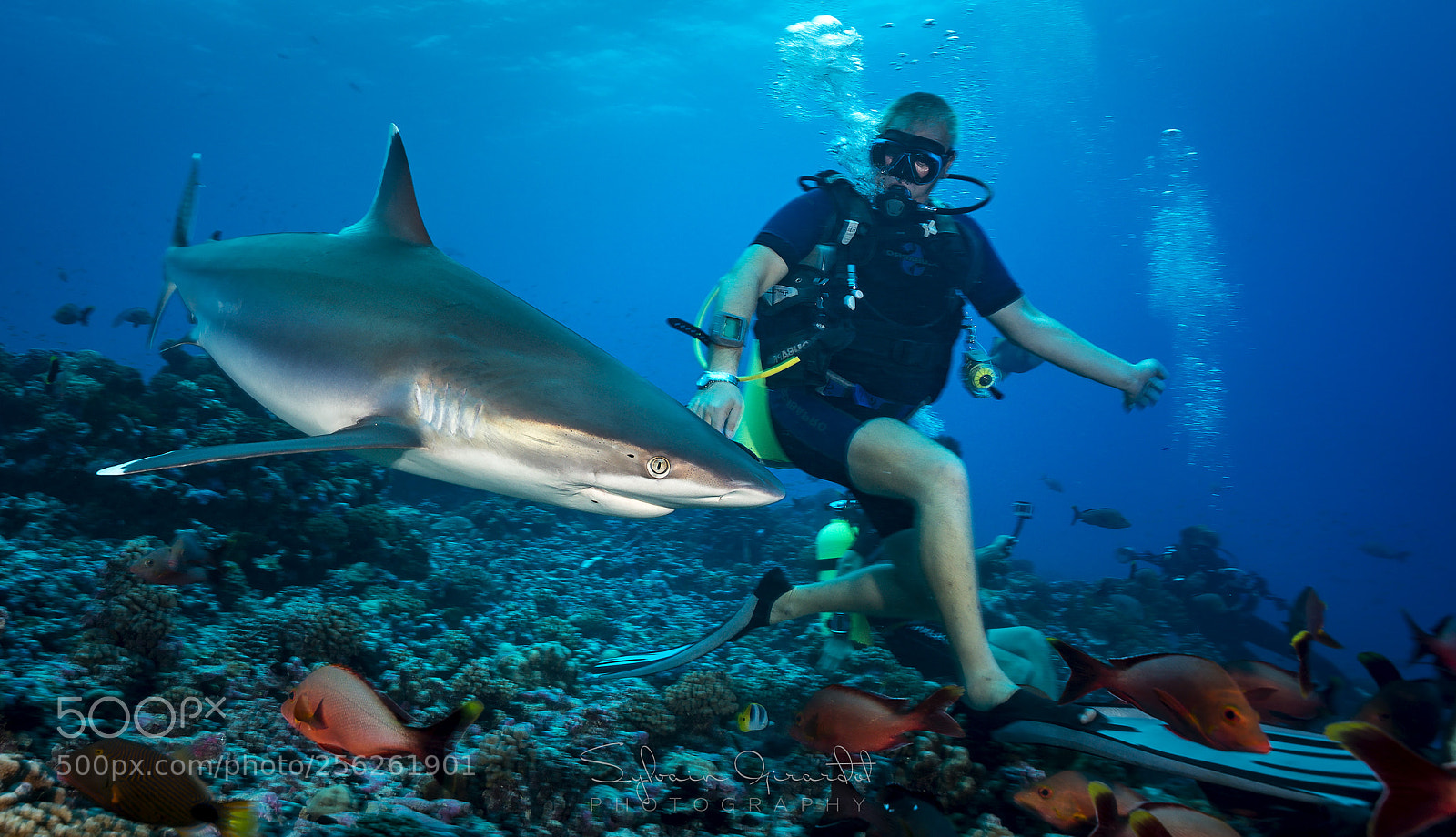 Nikon D800 sample photo. Raira & diver photography