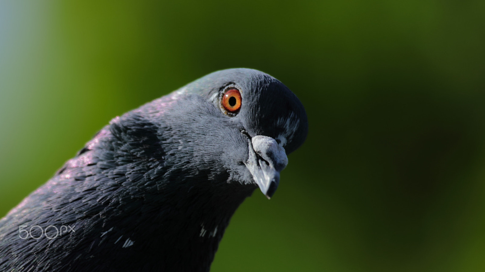 Canon EF 100-400mm F4.5-5.6L IS USM sample photo. Pigeon photography