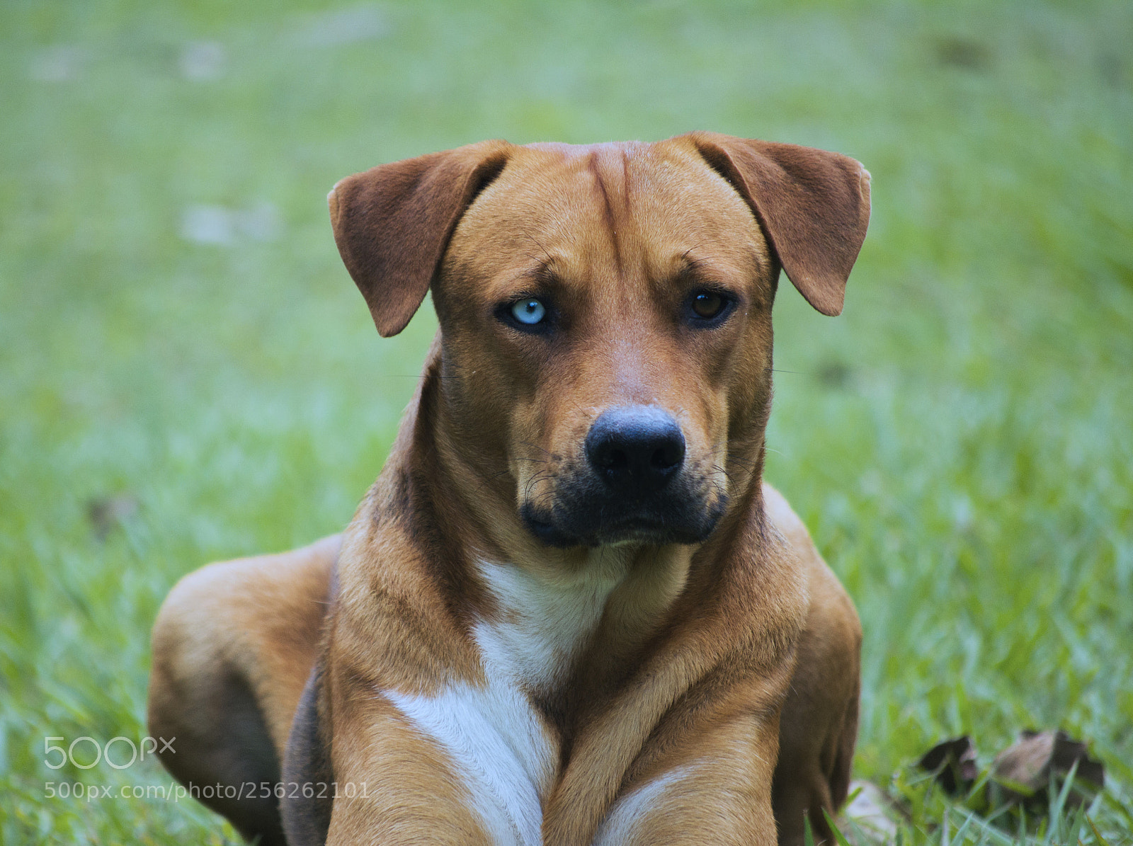 Nikon D3100 sample photo. Spike photography