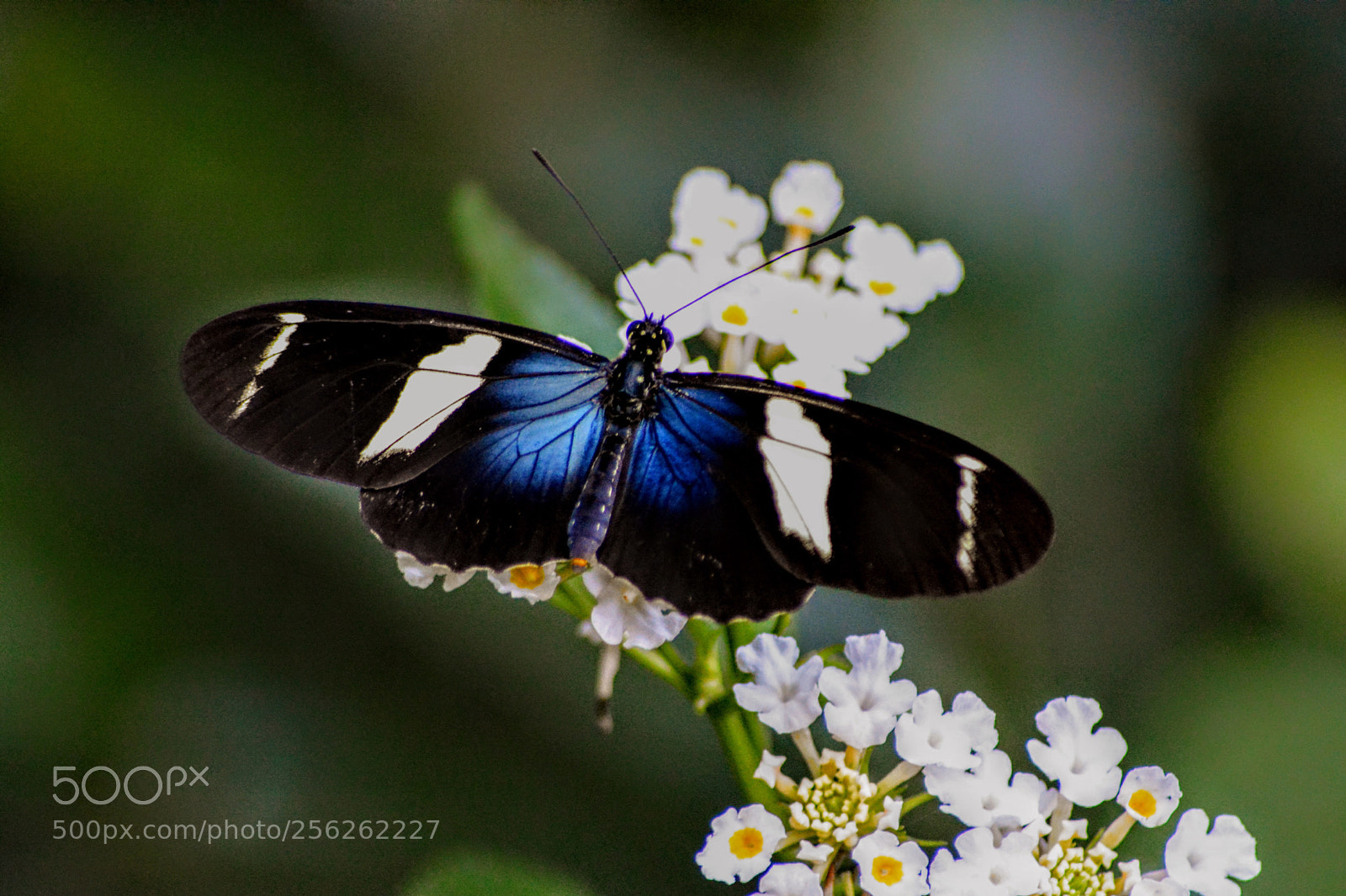 Nikon D7100 sample photo. Butterfly (heliconius sara) photography