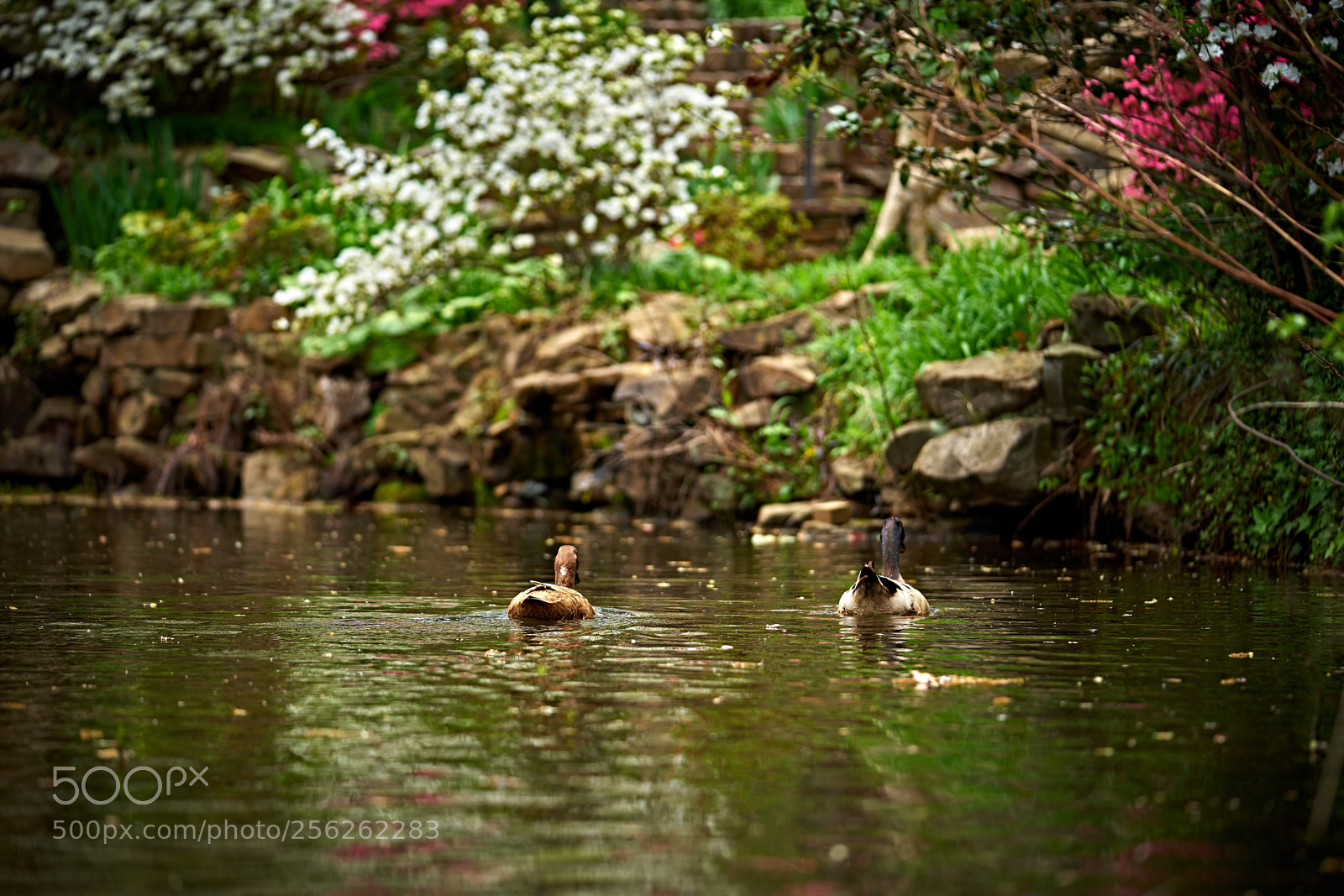 Sony a7 II sample photo. Cute couple photography
