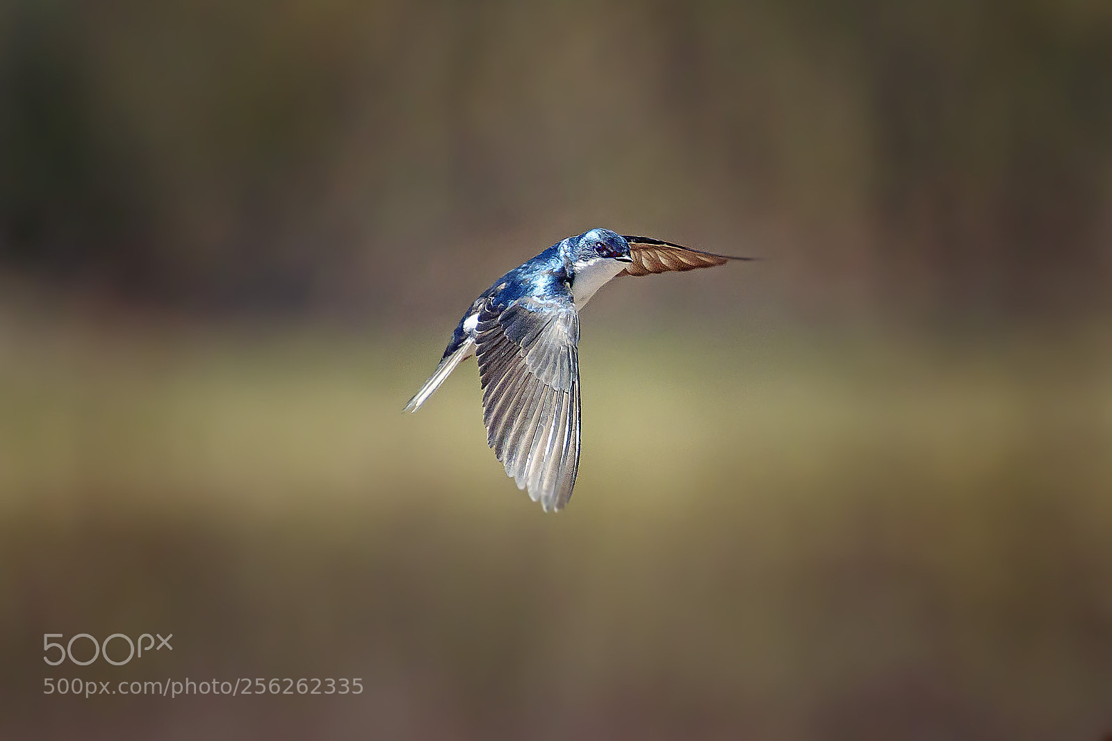 Canon EOS 7D Mark II sample photo. Tree swallow photography