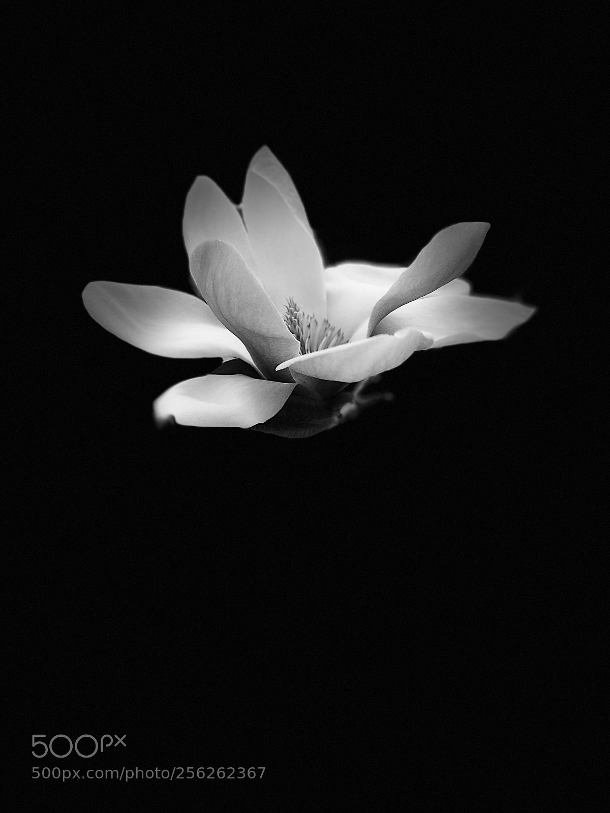 Apple iPhone 8 Plus sample photo. Magnolia blossom photography