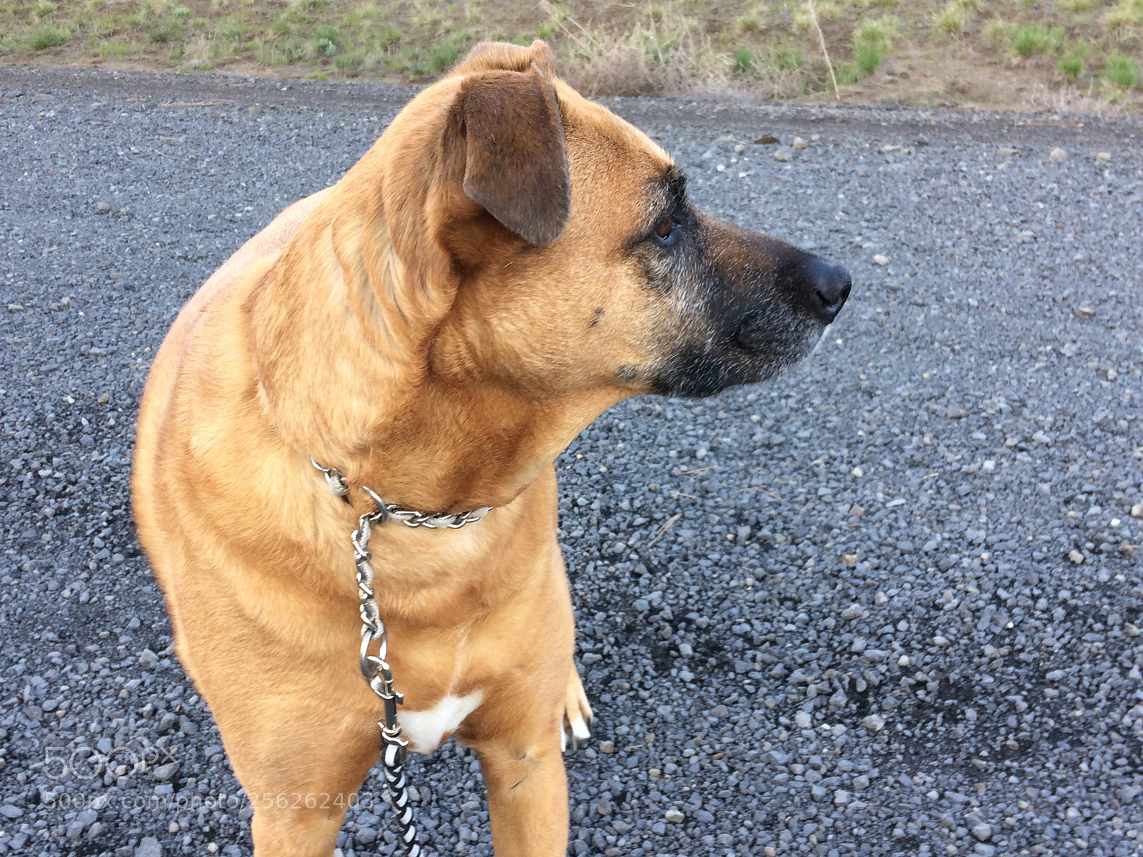 Apple iPhone 5s sample photo. Photogenic pupper photography