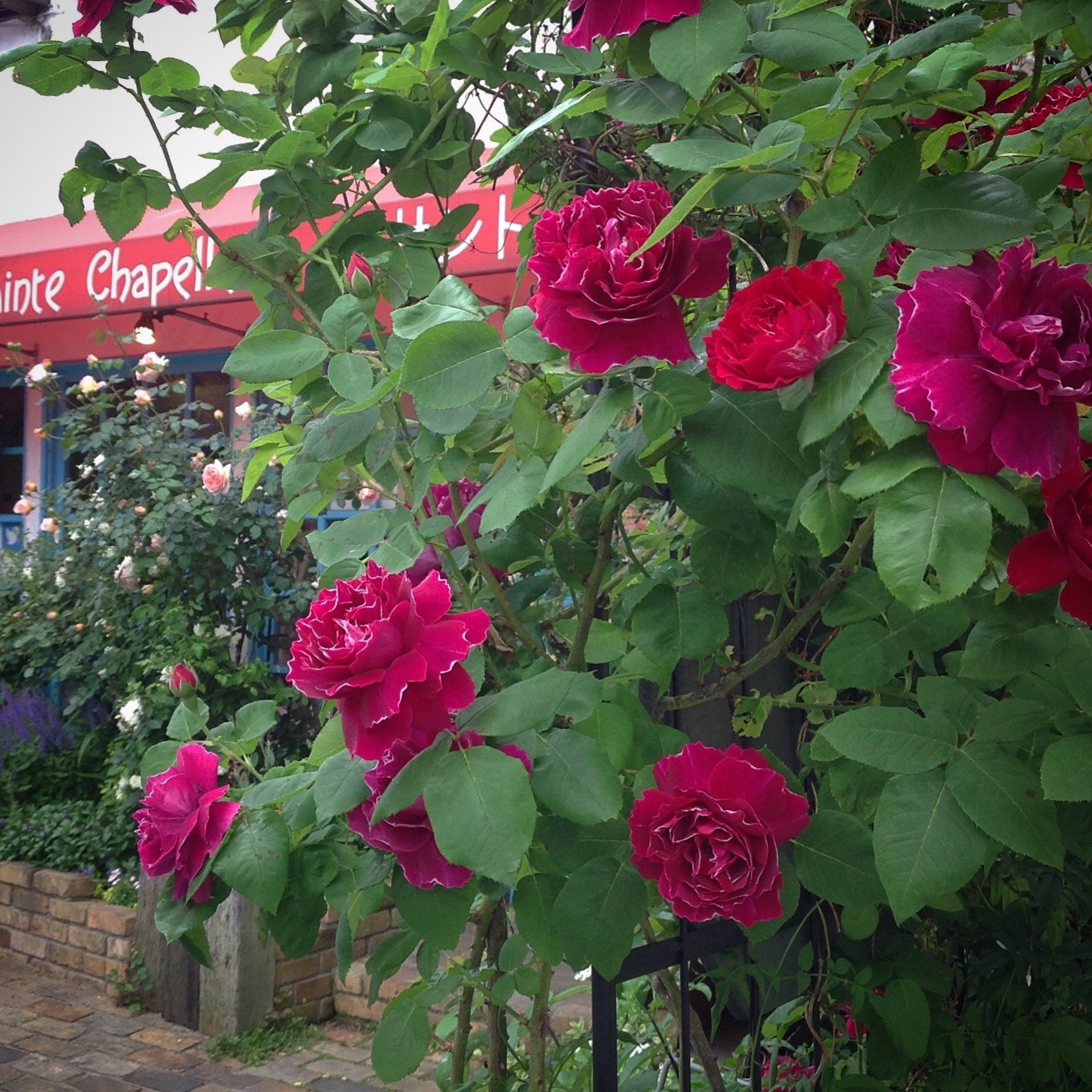 Apple iPad sample photo. Jardin fleuri photography