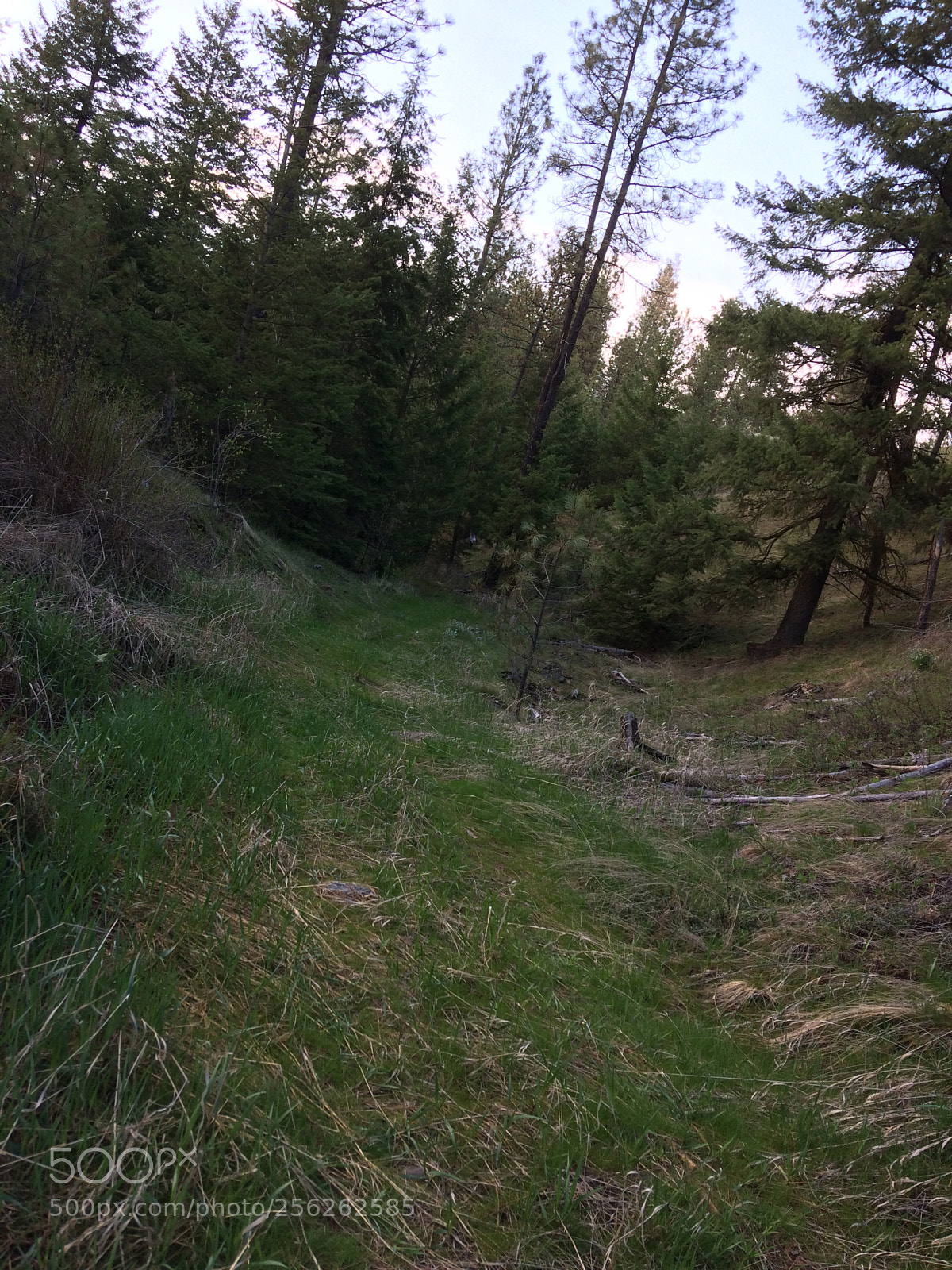 Apple iPhone 5s sample photo. My hidden trail photography