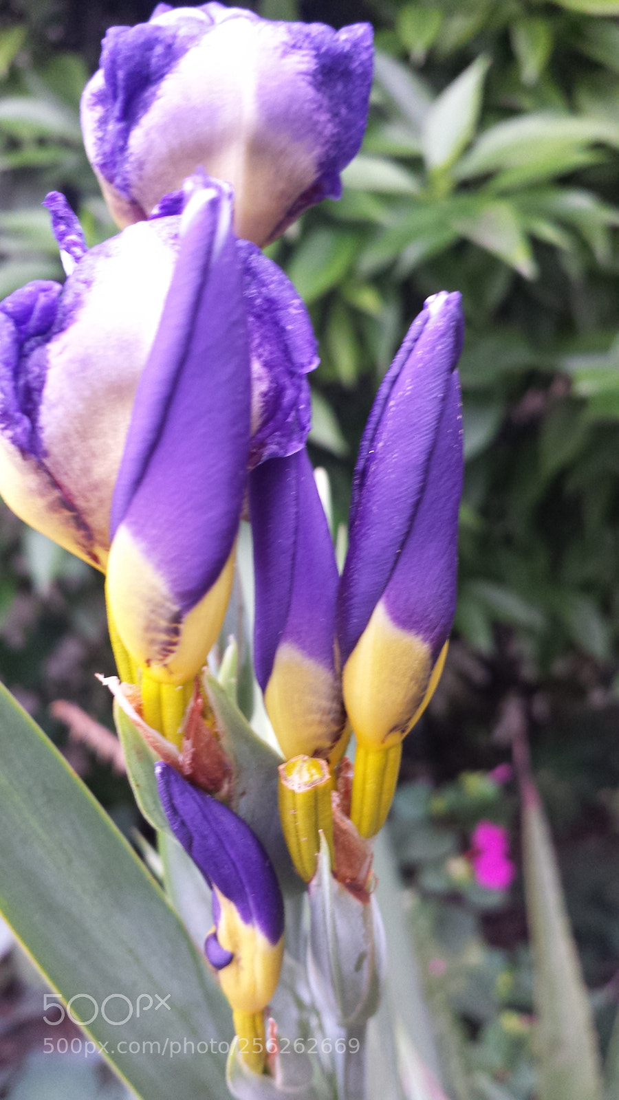 Samsung Galaxy S4 sample photo. Untitled photography