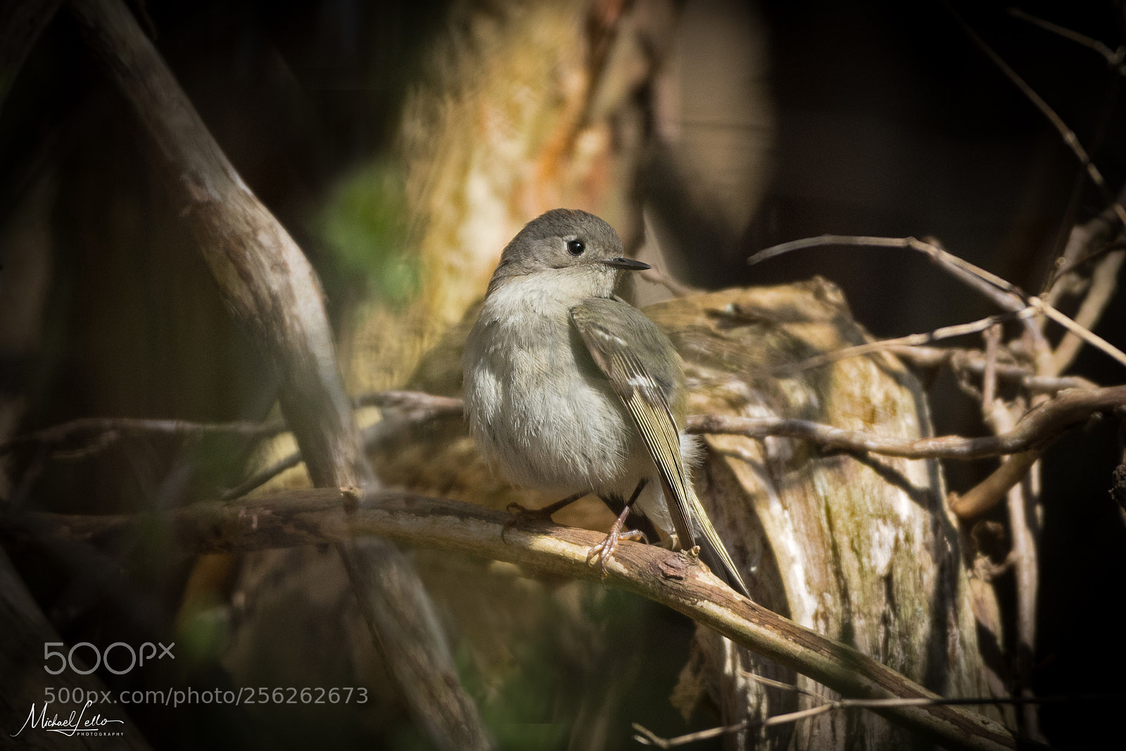 Nikon D500 sample photo. Ruby-crowned kinglet photography