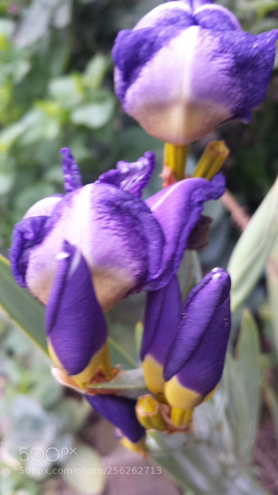 Samsung Galaxy S4 sample photo. Untitled photography