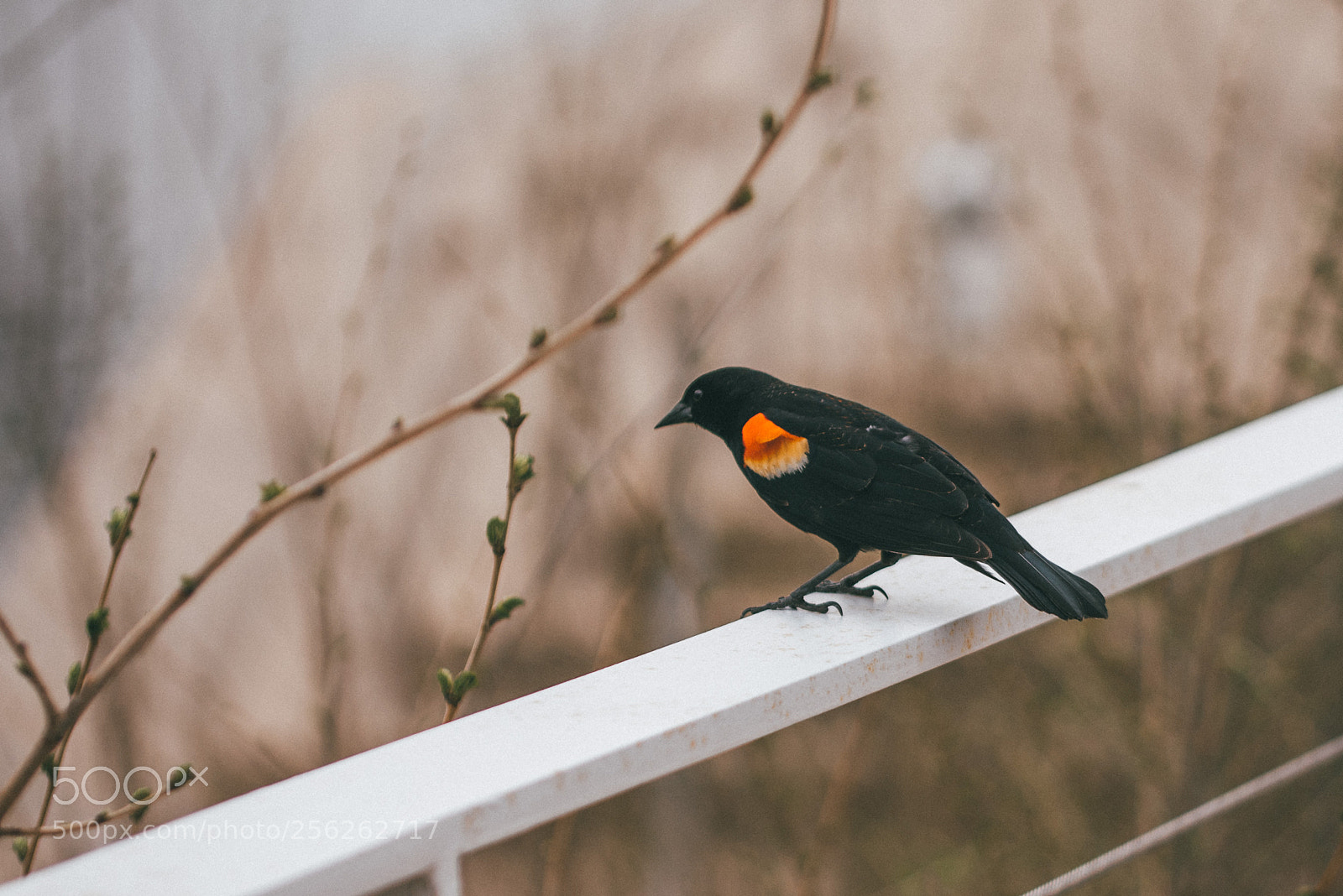 Nikon D750 sample photo. Bird photography