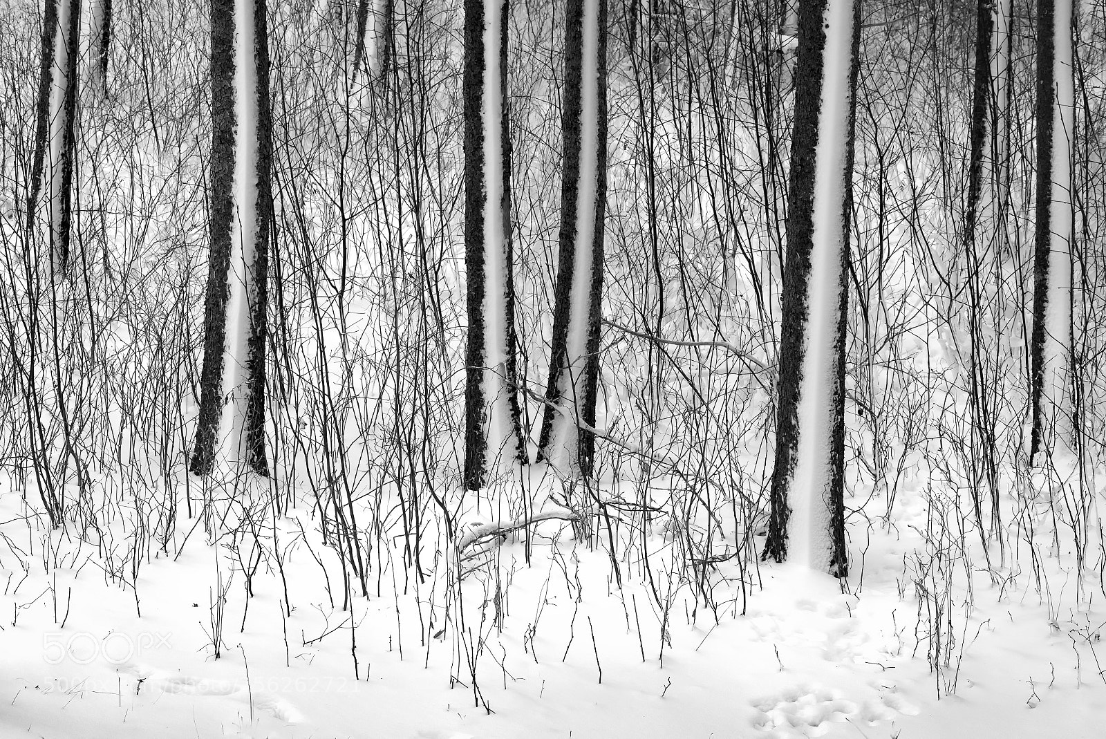 Nikon D610 sample photo. Amongst the trees ... photography