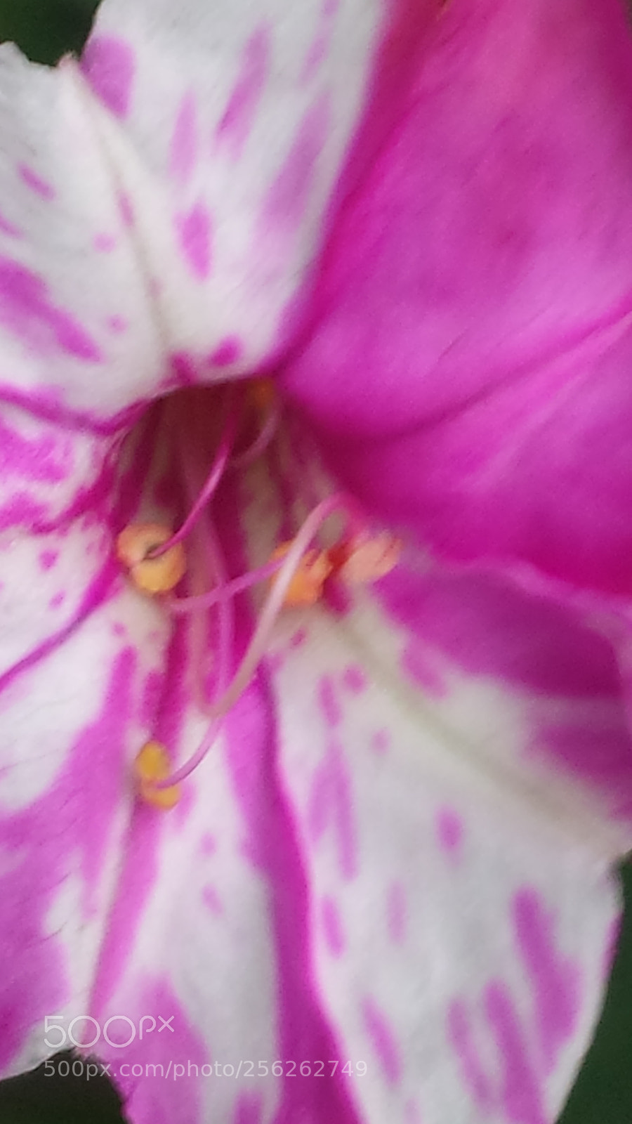 Samsung Galaxy S4 sample photo. Untitled photography