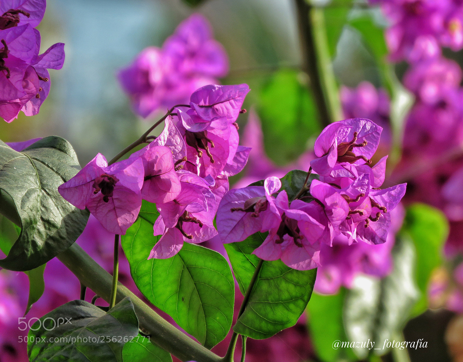 Canon PowerShot SX60 HS sample photo. Flores de trinitarias... photography