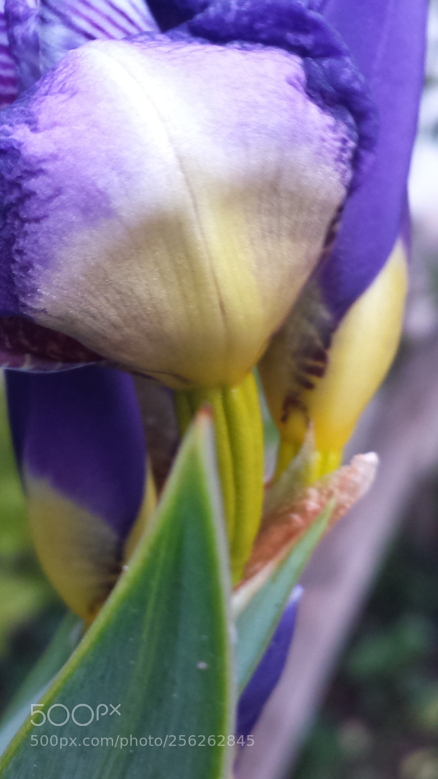 Samsung Galaxy S4 sample photo. Untitled photography