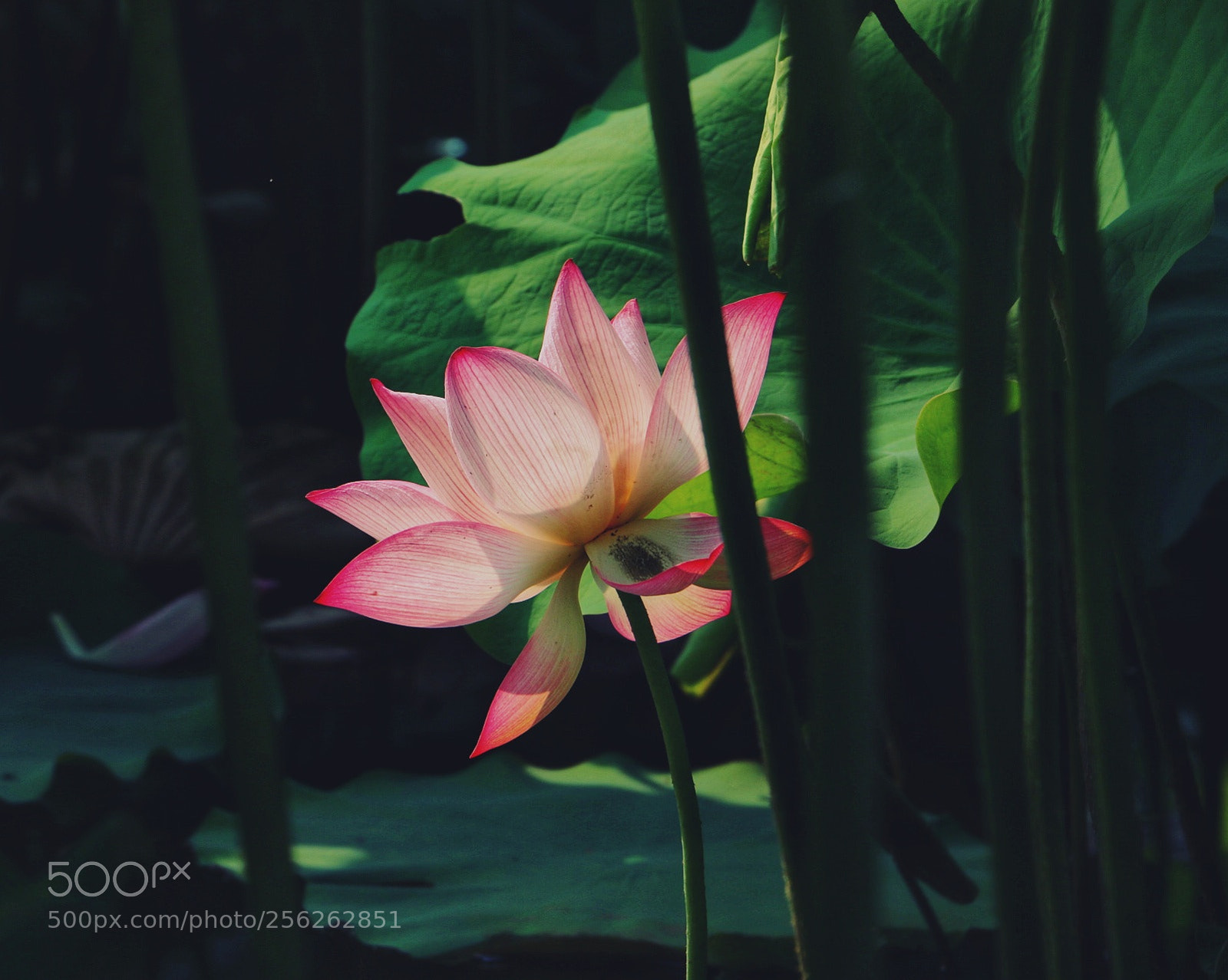 Canon EOS 70D sample photo. Untitled photography