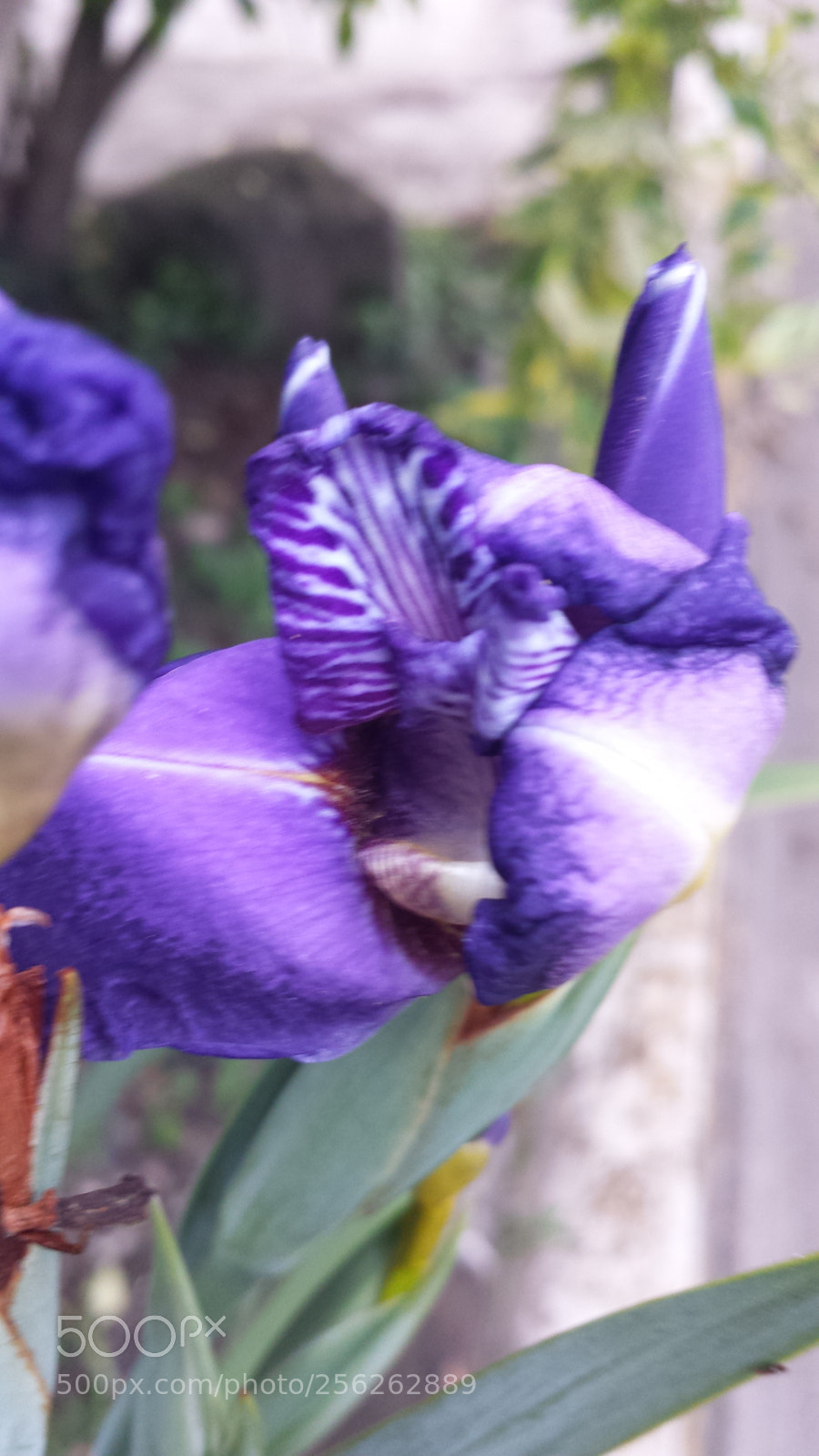 Samsung Galaxy S4 sample photo. Untitled photography