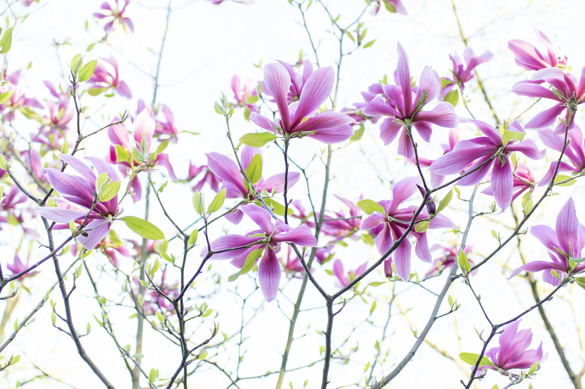Samsung NX1000 sample photo. White photography