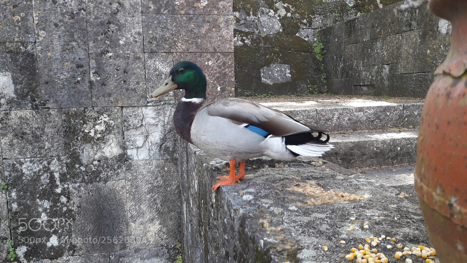 Samsung Galaxy A5(2016) sample photo. 20180425_165102.jpg photography