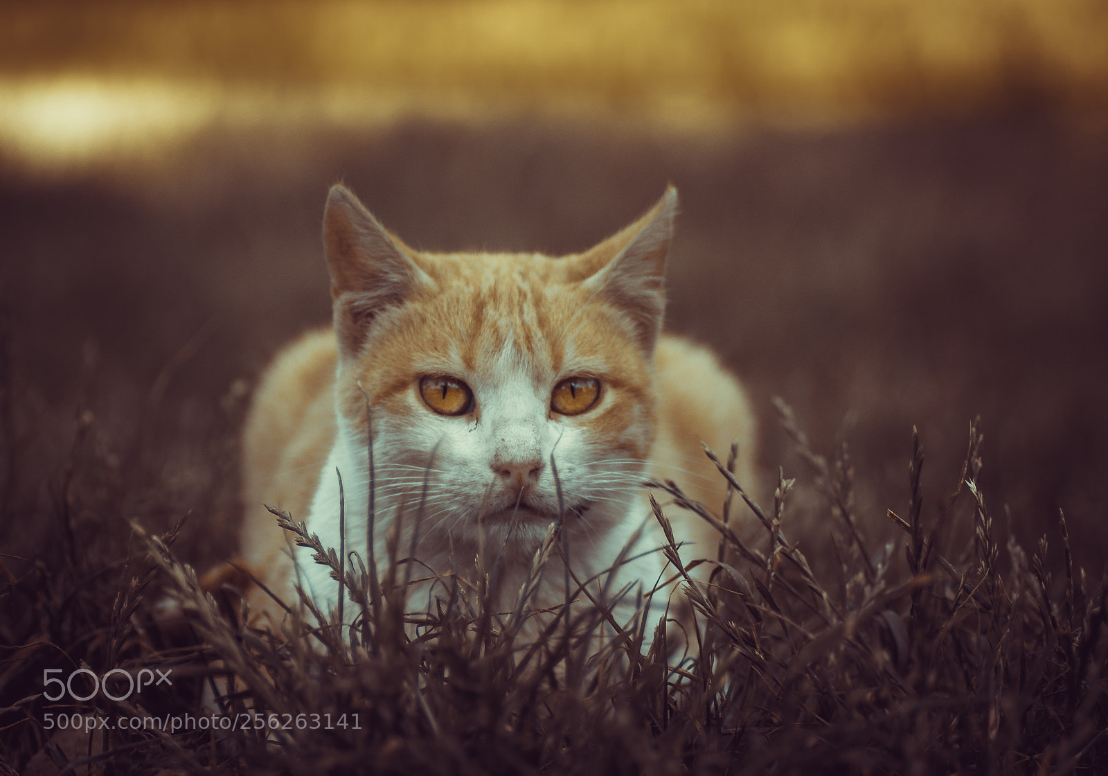 Nikon D5200 sample photo. Untitled photography