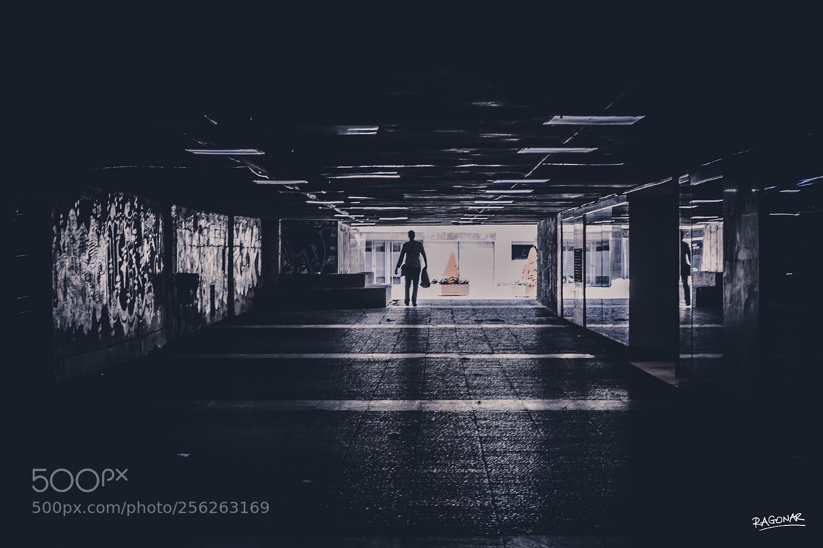 Canon EOS-1D X Mark II sample photo. Alone photography