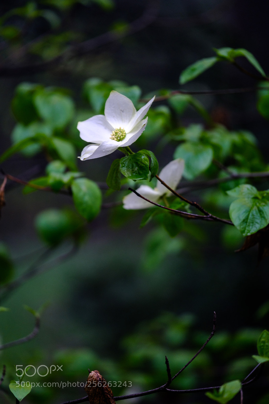 Fujifilm X-T2 sample photo. Dogwood bloom 7046 photography