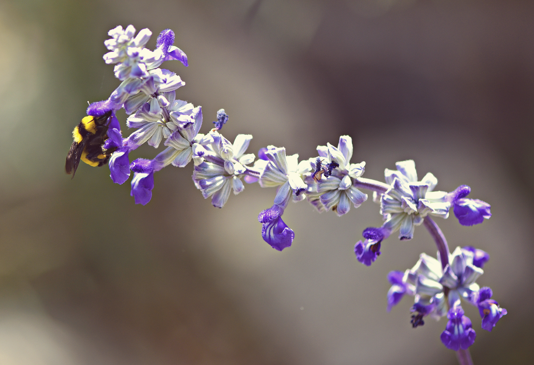 Nikon AF-S Micro-Nikkor 105mm F2.8G IF-ED VR sample photo. Texas bee photography
