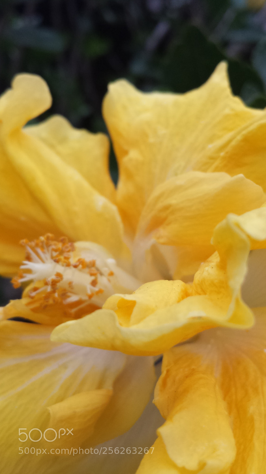 Samsung Galaxy S4 sample photo. Untitled photography