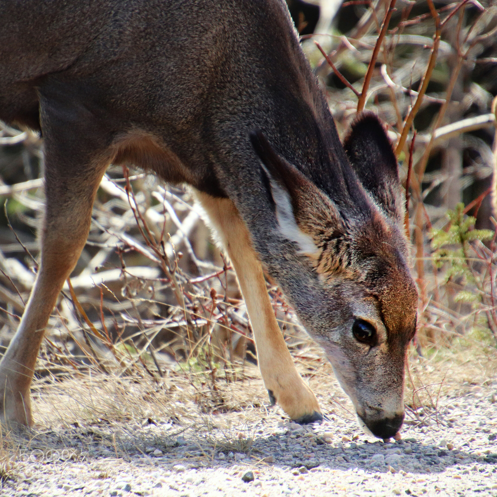 Canon EOS 800D (EOS Rebel T7i / EOS Kiss X9i) sample photo. Deer feeding time.  photography