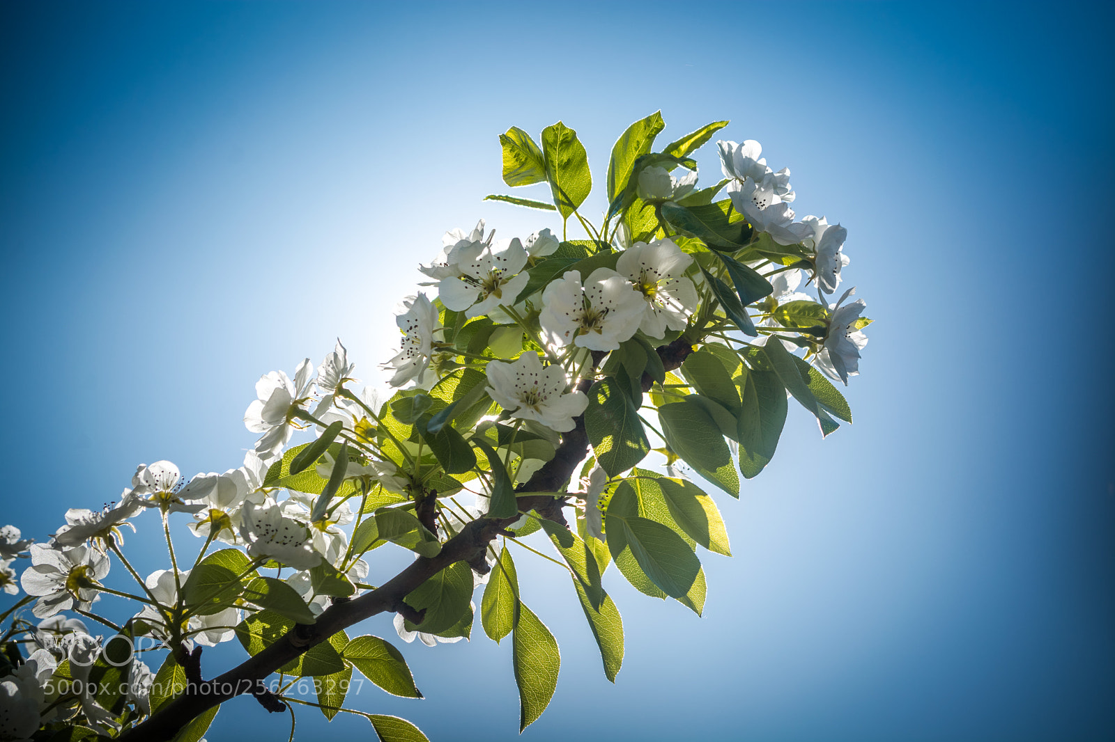 Nikon D5200 sample photo. Spring flowers photography