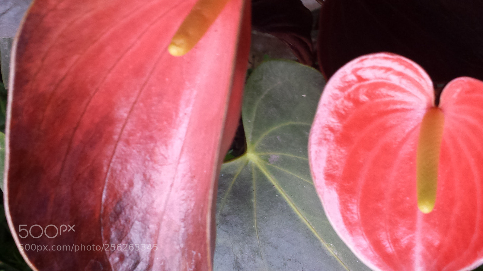 Samsung Galaxy S4 sample photo. Untitled photography