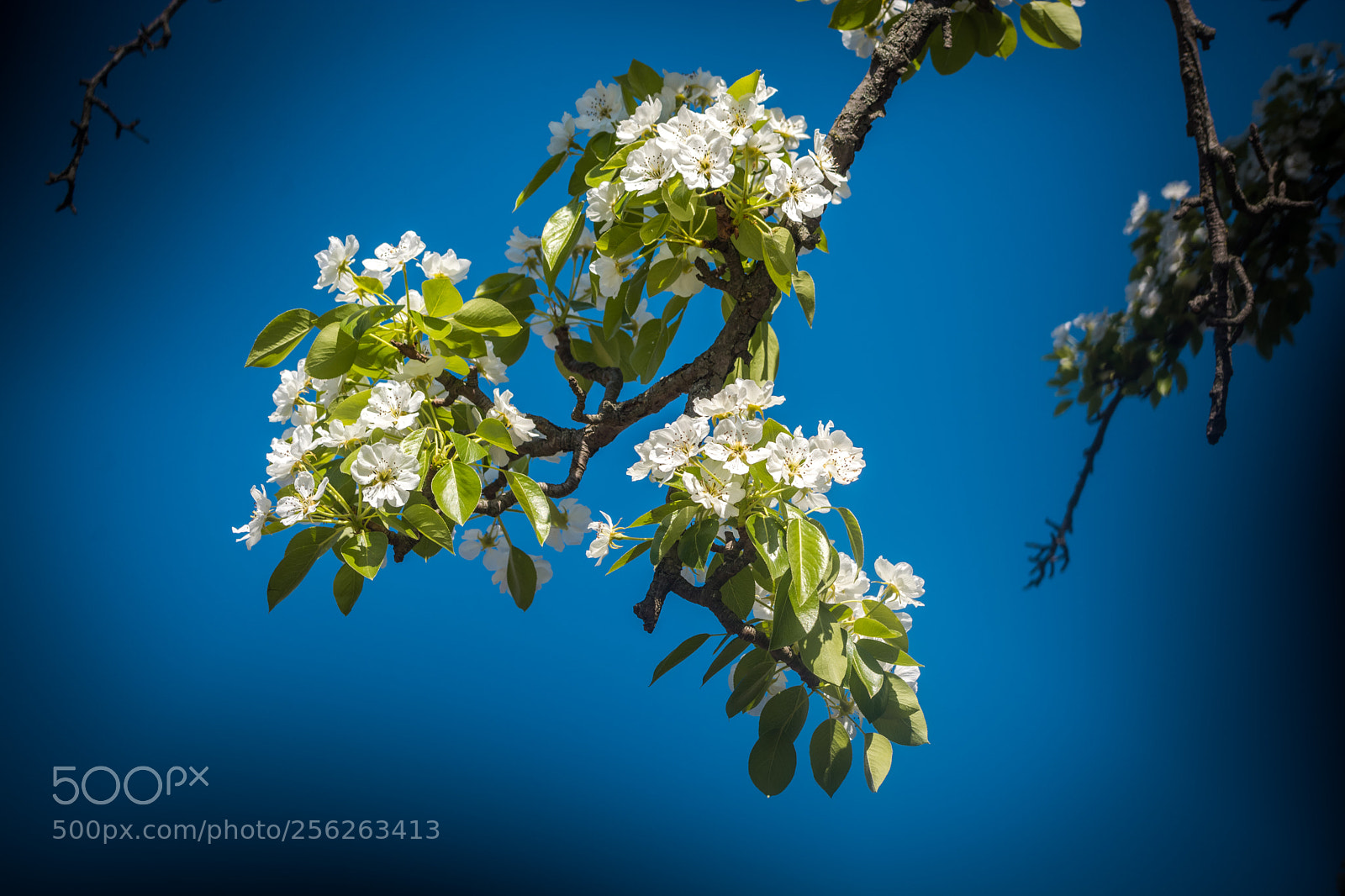 Nikon D5200 sample photo. Pear blossom photography