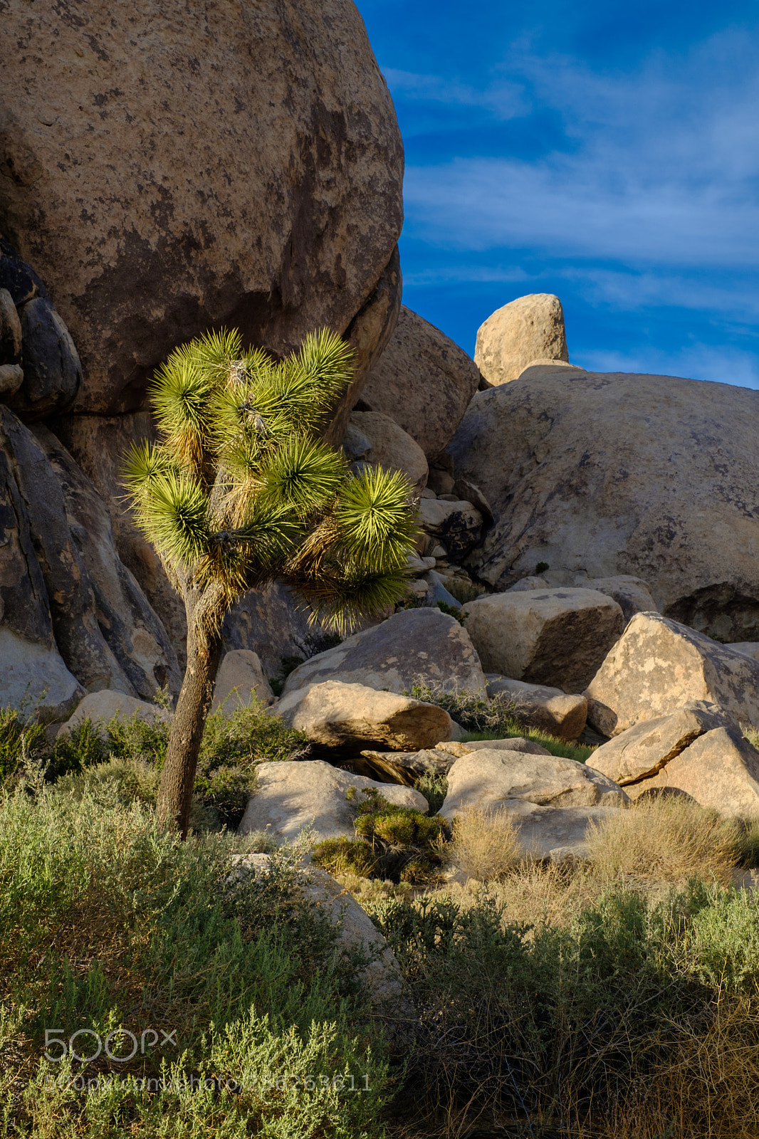 Fujifilm X-T2 sample photo. Joshua tree national park 6766 photography