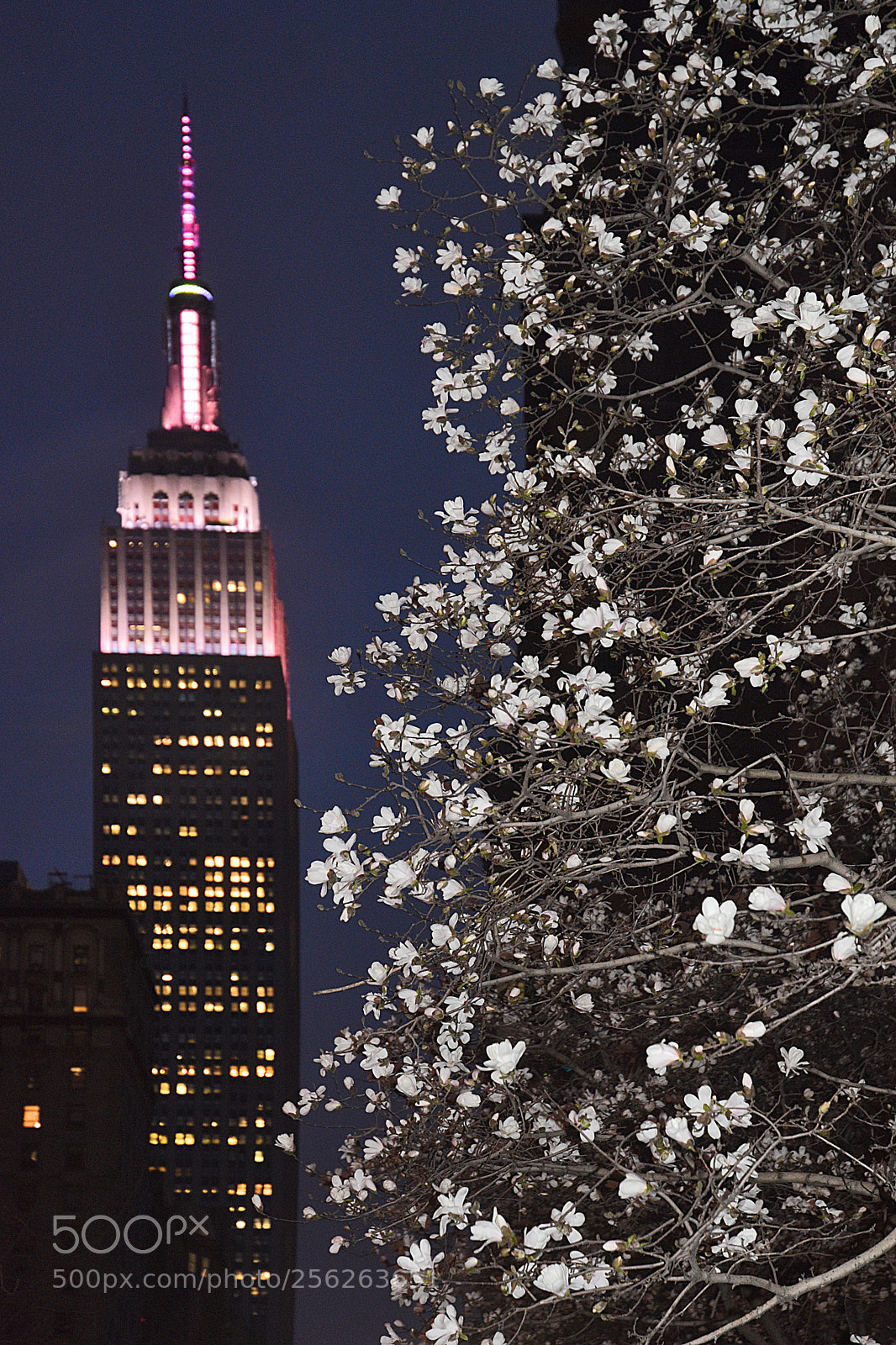 Nikon D3400 sample photo. Empire state & cherry blossoms photography