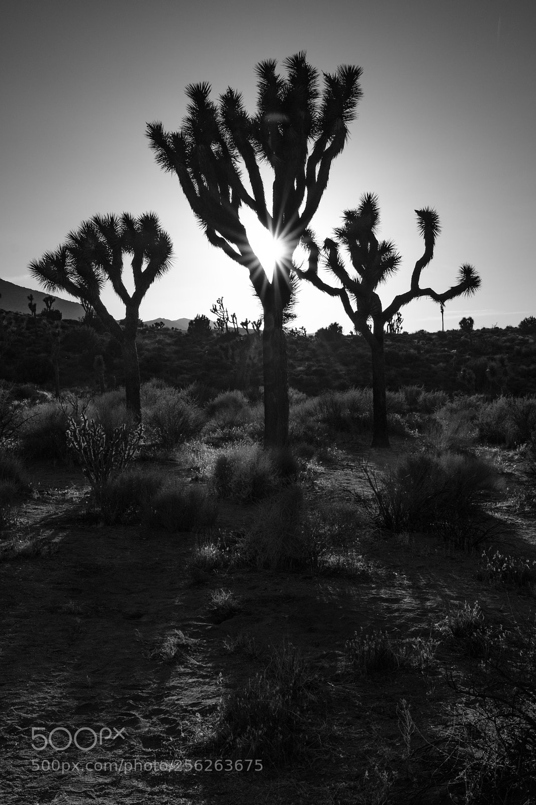 Fujifilm X-T2 sample photo. Joshua tree national park 6785 photography