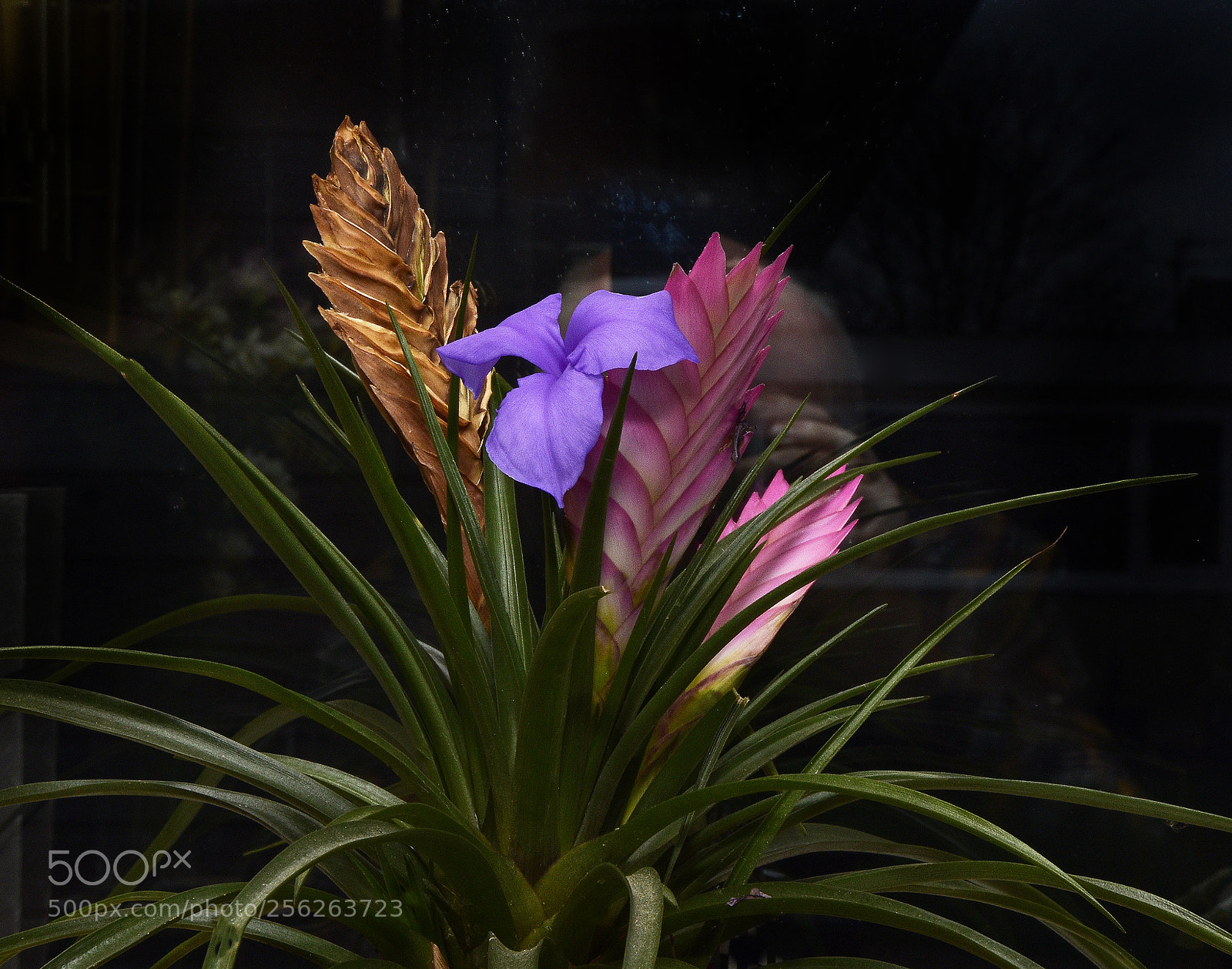 Nikon D7200 sample photo. 4538.jpg photography