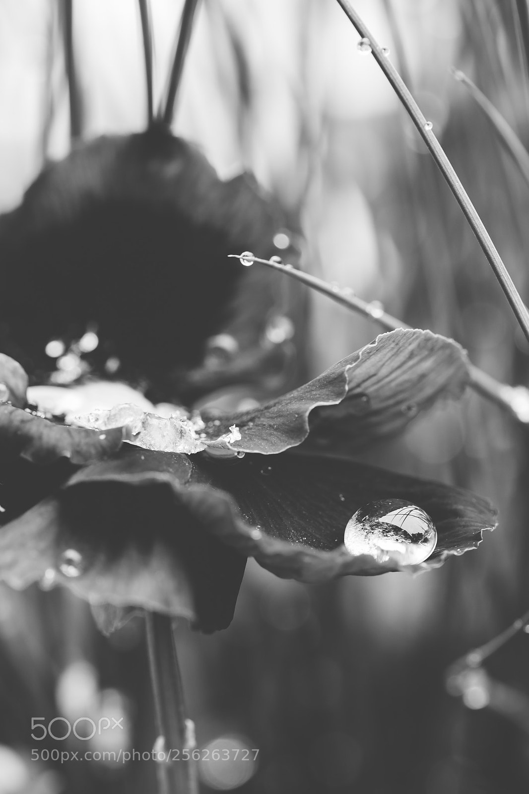 Nikon D750 sample photo. Drop on pansy bw photography