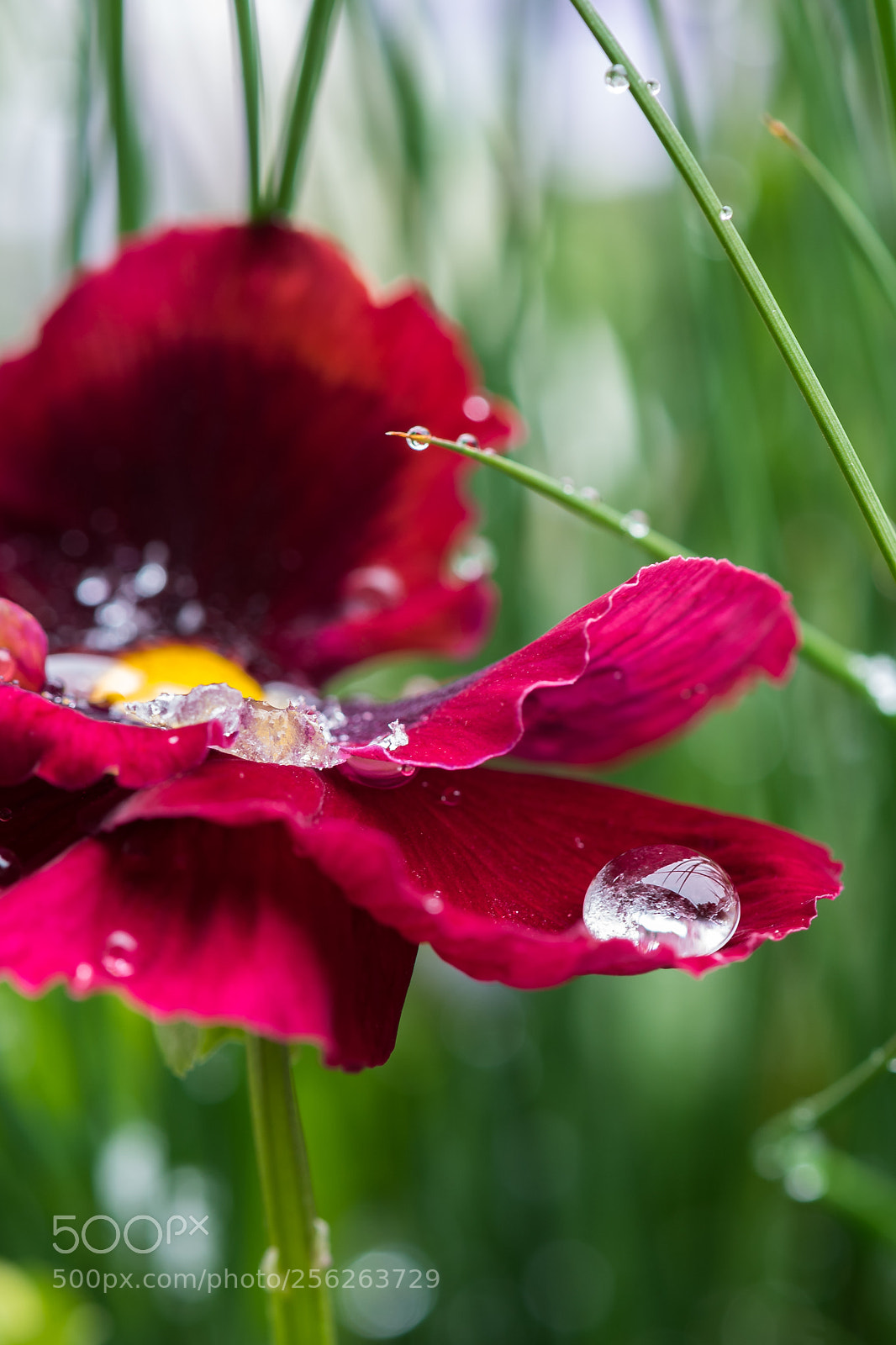 Nikon D750 sample photo. Drop on pansy photography
