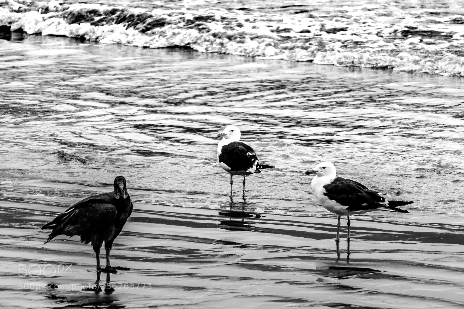 Canon EOS 1200D (EOS Rebel T5 / EOS Kiss X70 / EOS Hi) sample photo. Birds photography
