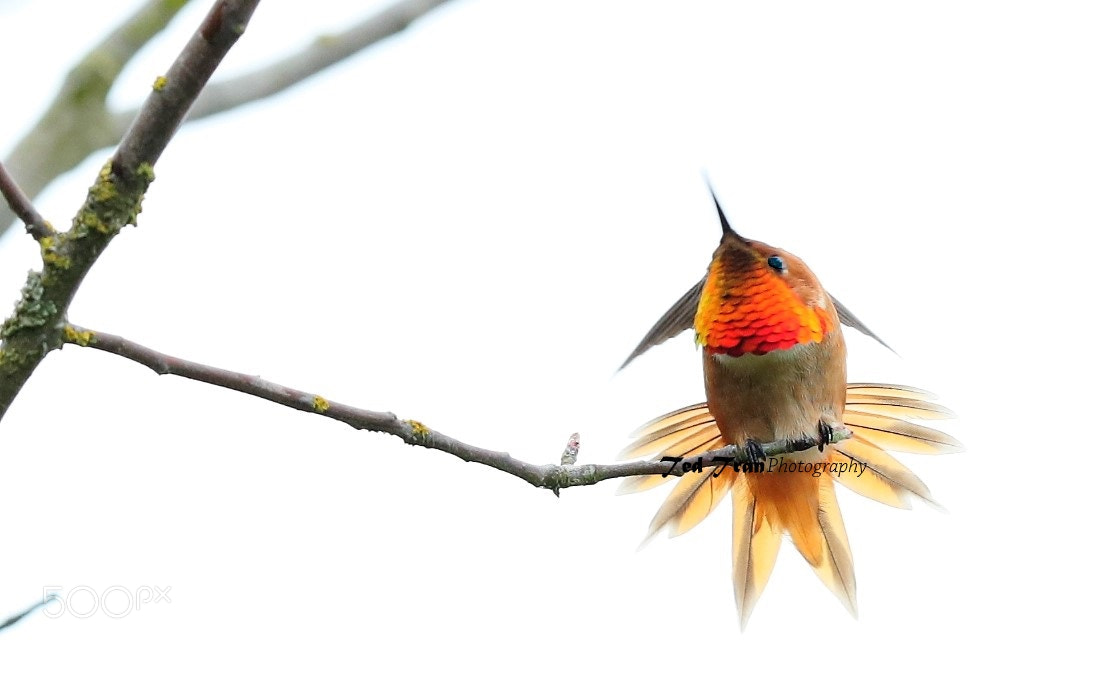 Canon EOS-1D X Mark II sample photo. A special hummingbird. photography