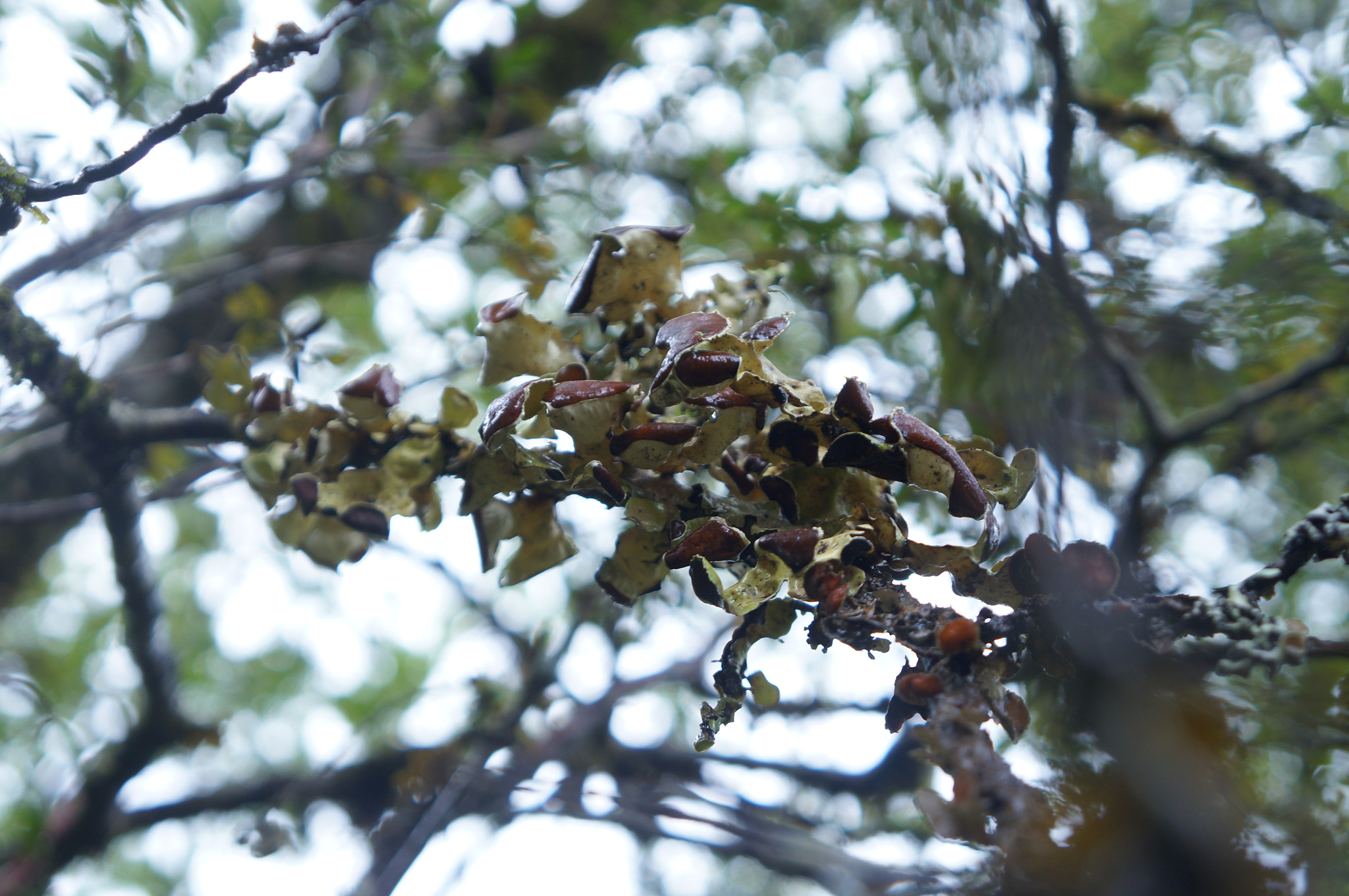 Sony Alpha NEX-F3 sample photo. Fungi madera photography