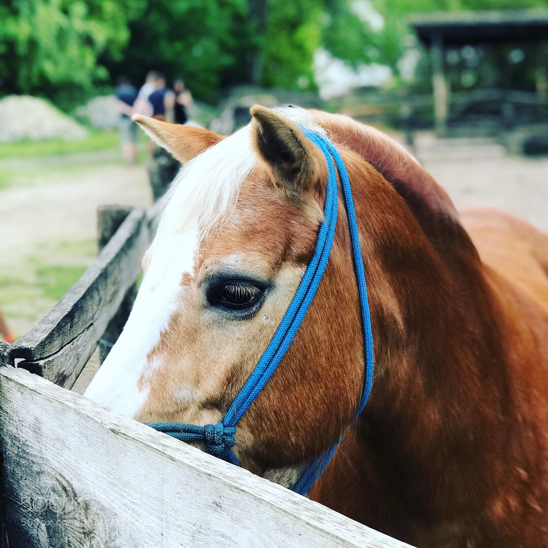 Apple iPhone 7 Plus sample photo. Untitled photography