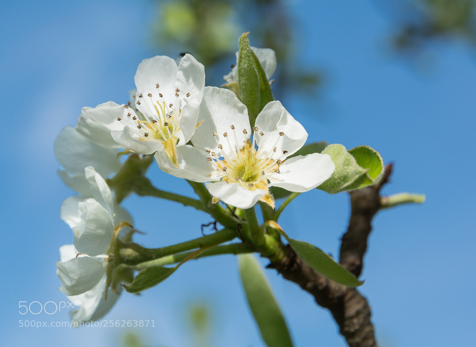 Nikon D7100 sample photo. Picture of the day photography