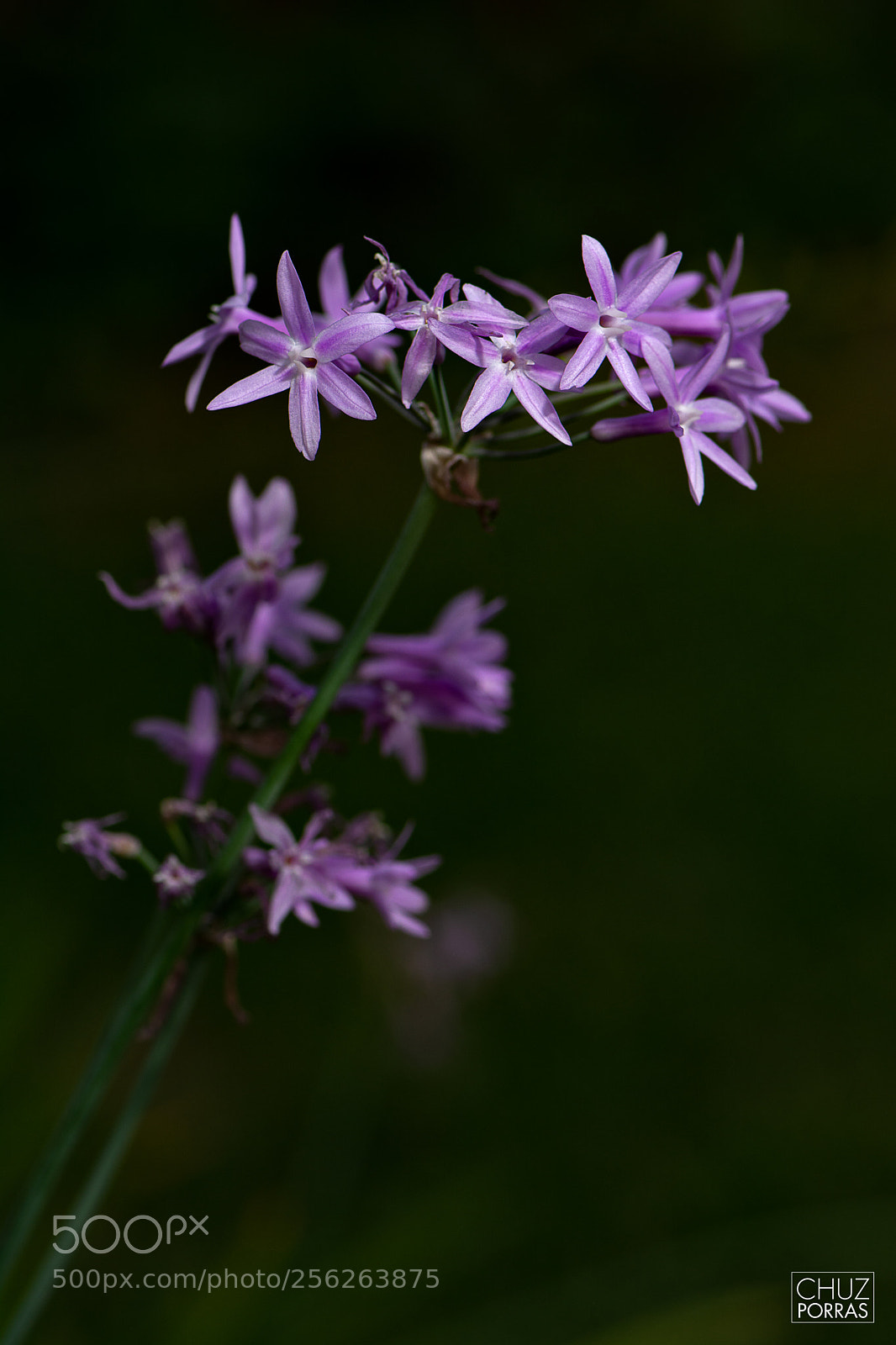 Nikon D7100 sample photo. Purple flowers photography