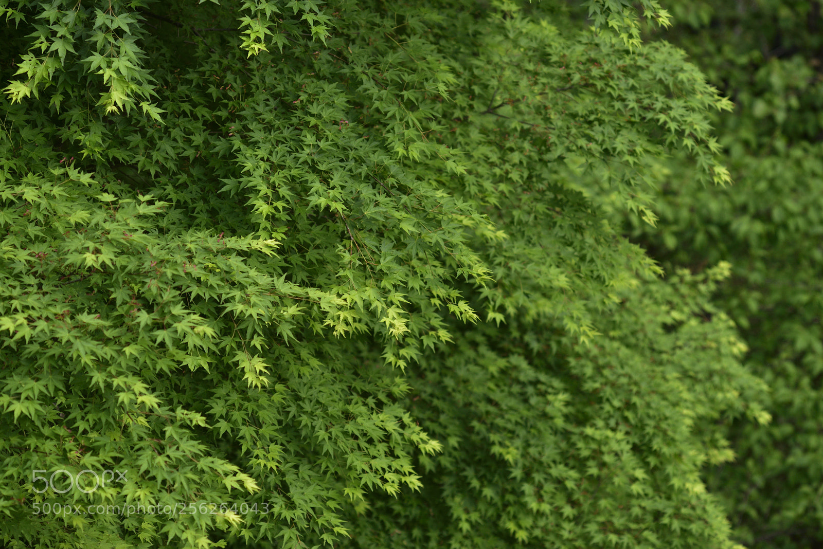 Nikon D750 sample photo. Fresh green photography