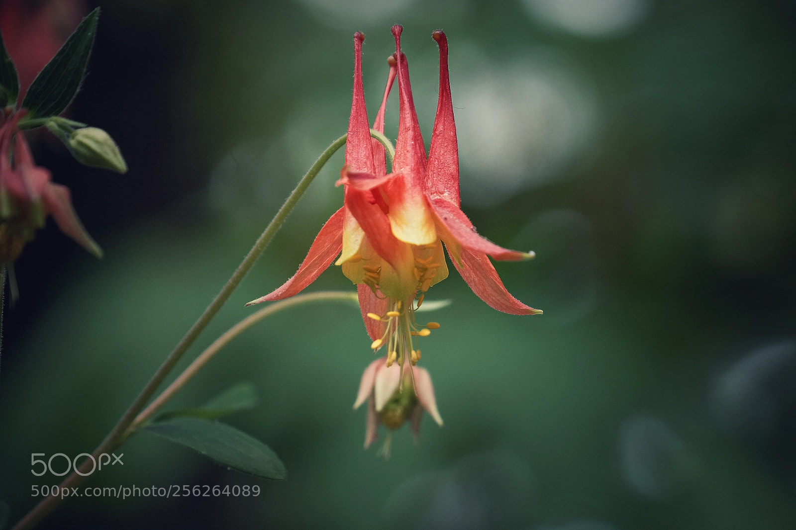 Fujifilm X-T1 sample photo. Atlanta botanical garden 2 photography