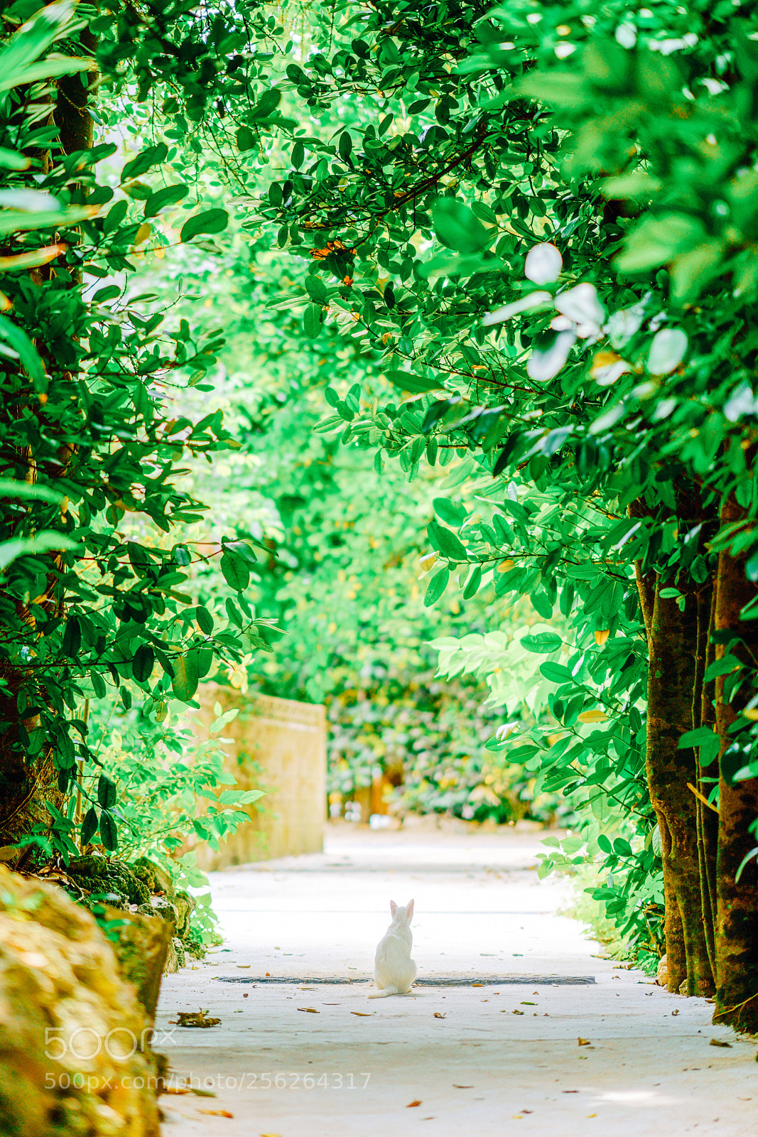 Sony a7R III sample photo. Color photography