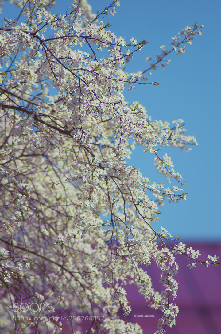Nikon D5000 sample photo. Soft yet striking photography