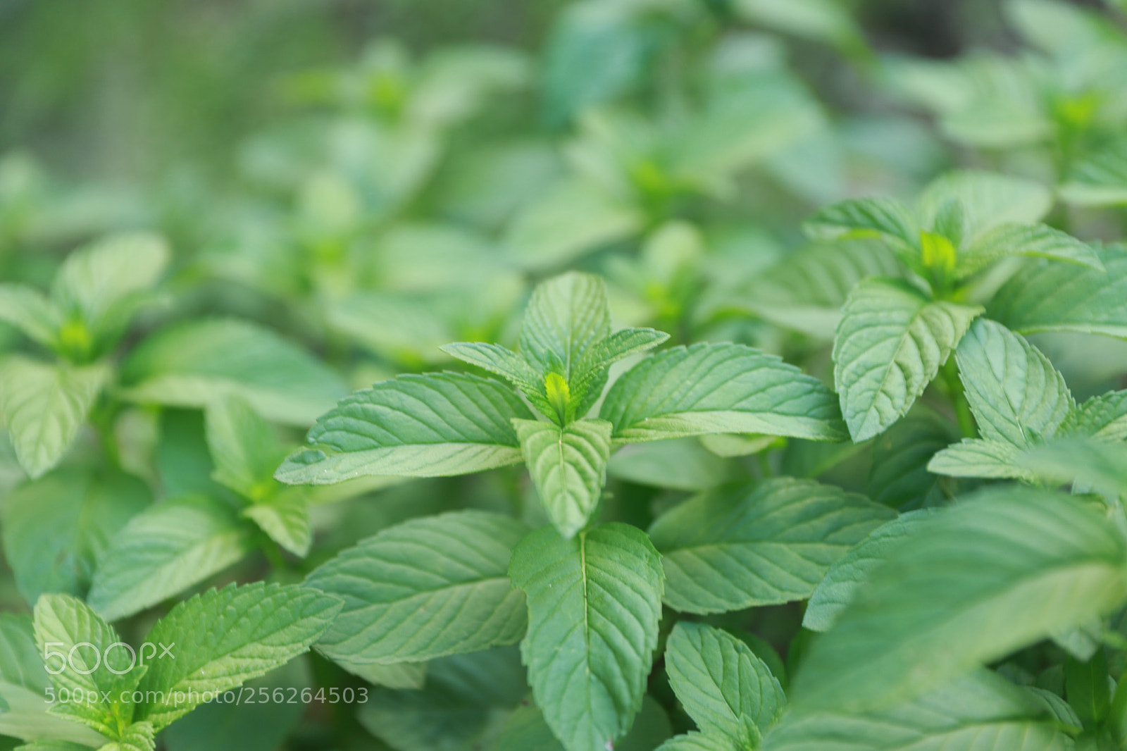 Canon EF 24-70mm F2.8L II USM sample photo. Rau thơm photography