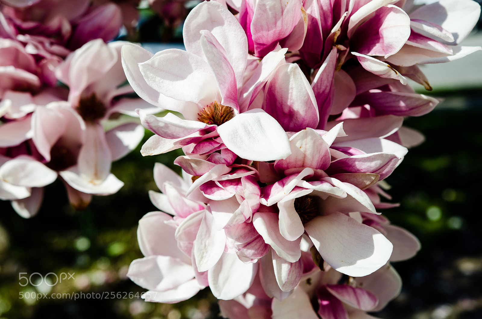 Nikon D7000 sample photo. Untitled photography