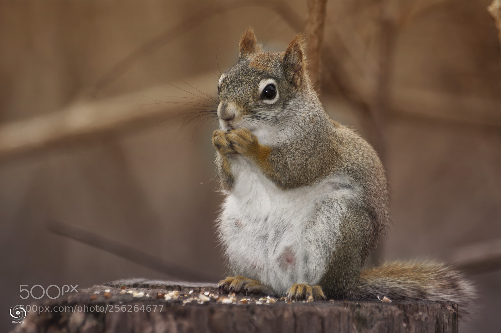Nikon D7100 sample photo. Squirrel photography